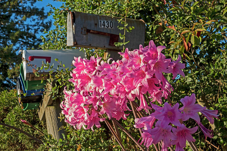 Farm Road Resurrection Lilies Sebastopol CA Photograph by Toby McGuire