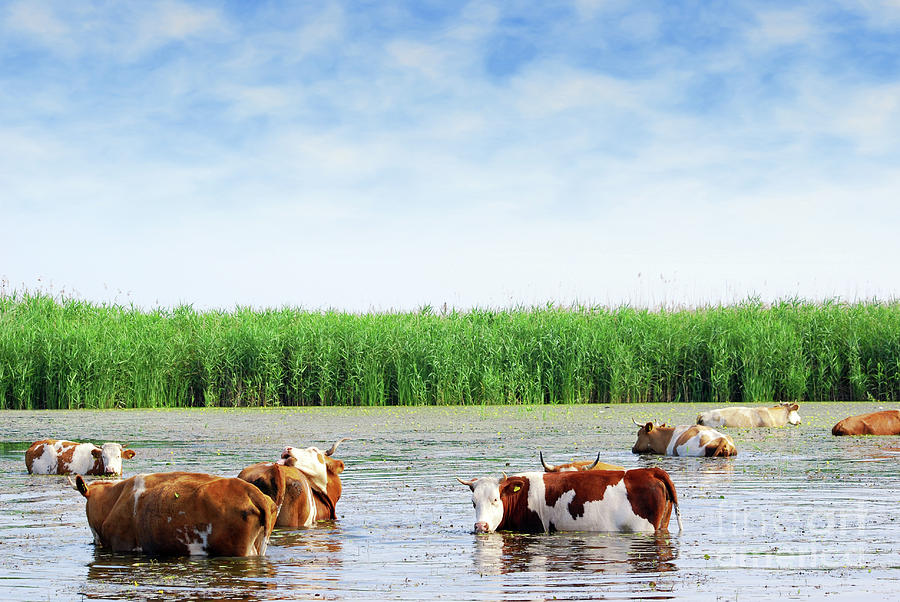 Farm scene with cows on watering place Photograph by Goce Risteski - Pixels