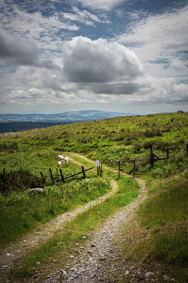 Farm Trail along the Wicklow Way Photograph by Debra and Dave Vanderlaan