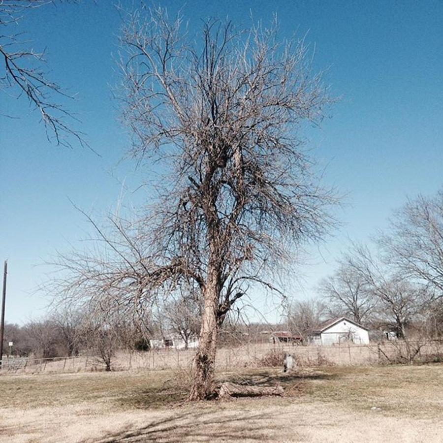 Winter Photograph - Farm #tree #winter #texas #country by Gin Young