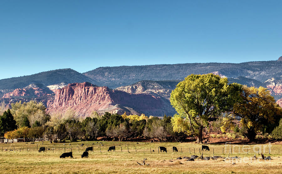 Farm with cattle in Torrey, Utah Photograph by Frank Bach | Pixels