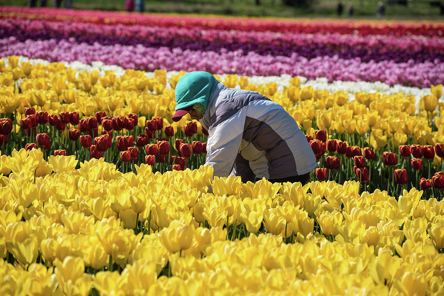Farm Worker in Tulip Field Photograph by Tom Cochran