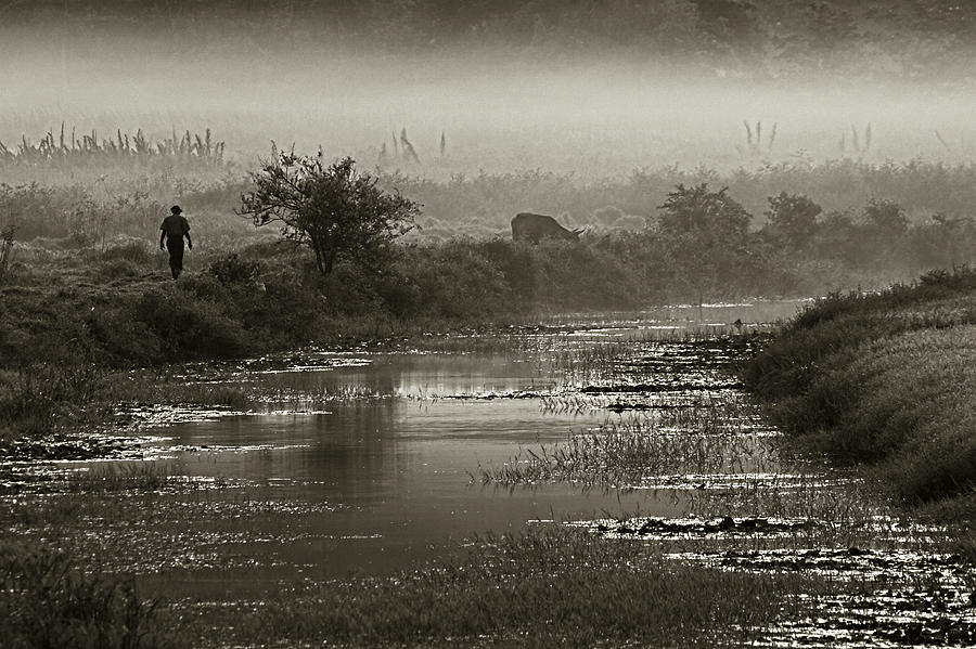 Farmer and Fog- St Lucia Photograph by Chester Williams