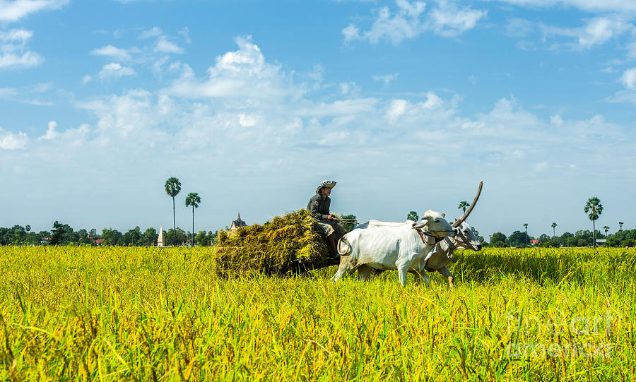 Farmer carrying rice with cow Photograph by Arik S Mintorogo