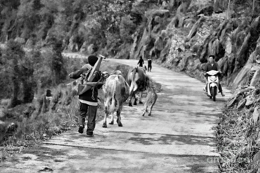 Farmer Cow Roads BW Vietnam  Photograph by Chuck Kuhn