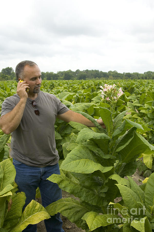 Farmer In A Tobacco Field Photograph by Inga Spence