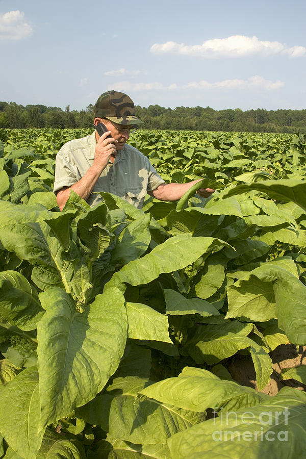 Farmer Inspecting Tobacco Photograph by Inga Spence