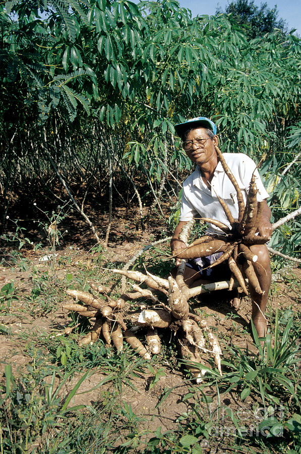 Farmer With Casava Photograph by Inga Spence