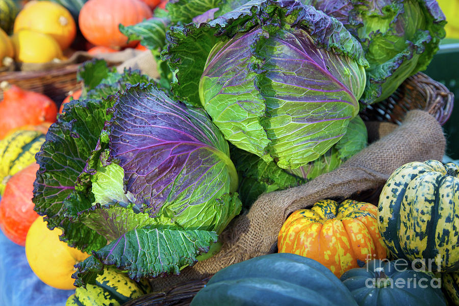 Farmers market cabbage and winter squash Photograph by Bruce Block