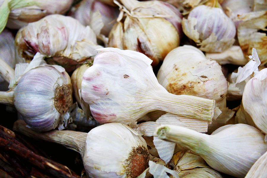 Portland Photograph - Farmers Market Garlic by Cathie Tyler