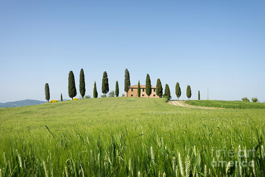 Tree Photograph - Farmhouse with cypress trees and crops in Tuscany by IPics Photography