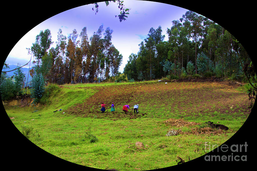 Vegetable Photograph - Farming High In The Andes In Ecuador by Al Bourassa