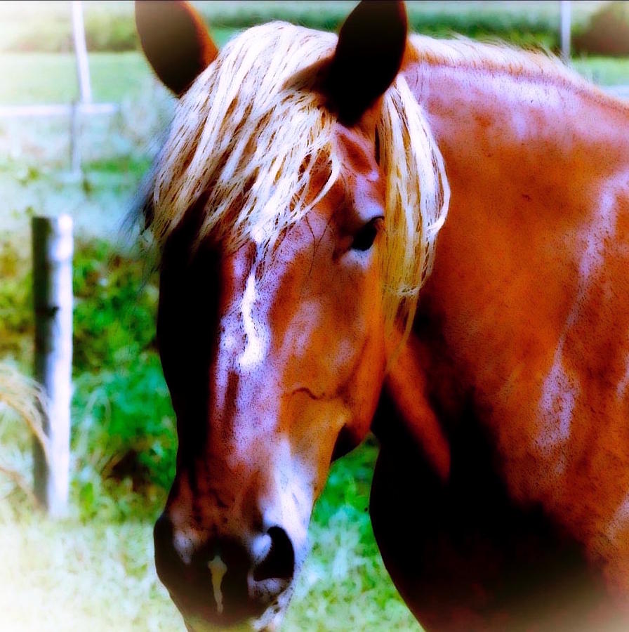  Horse Portrait Photograph by Femina Photo Art By Maggie
