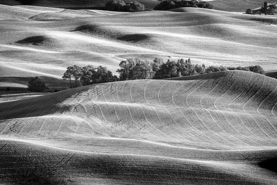 Farming on Carpet II Photograph by Jon Glaser