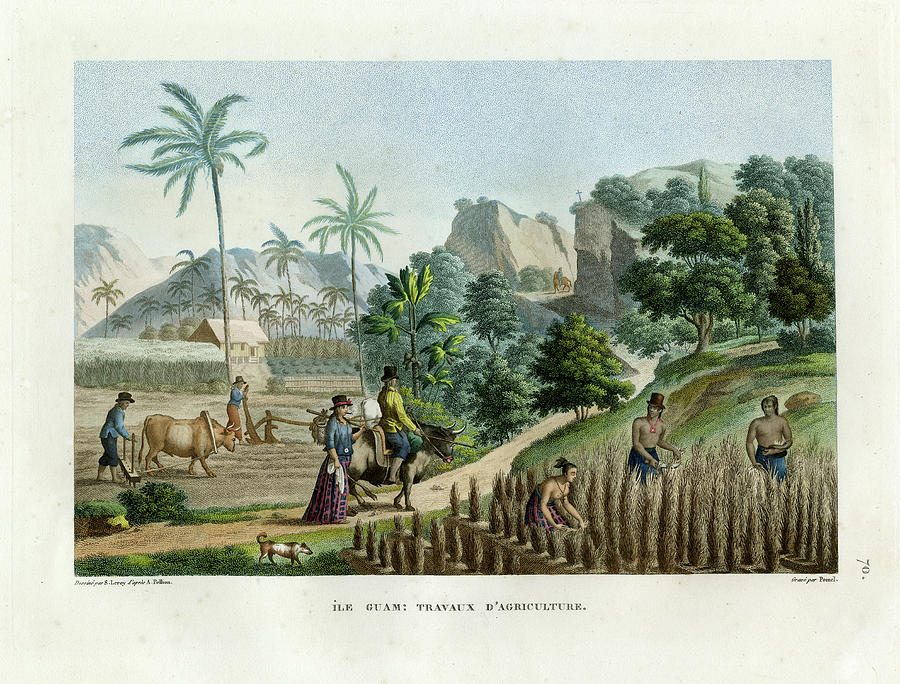 Farming on Guam Island Drawing by Thomas Walsh