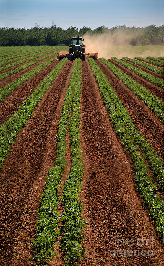 Farming Rows in Esparto California Photograph by Wernher Krutein