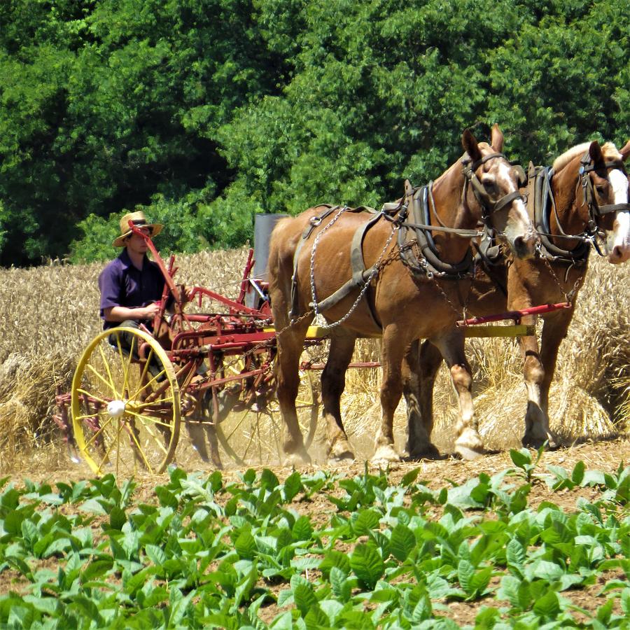 Farming with Horses Photograph by Jeanette Oberholtzer