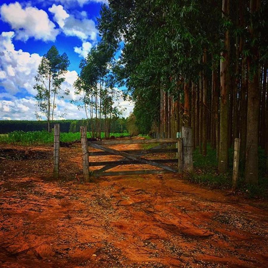 Tree Photograph - Farms Way - Caminho Da Fazenda - Buri by Kiko Lazlo Correia