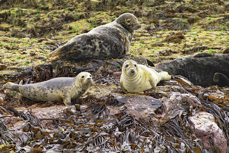 Farne Island Seals Photograph by Tony Murtagh