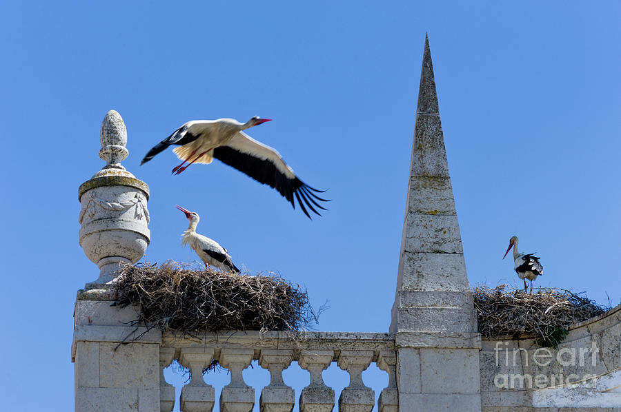 Faro storks Photograph by Mikehoward Photography