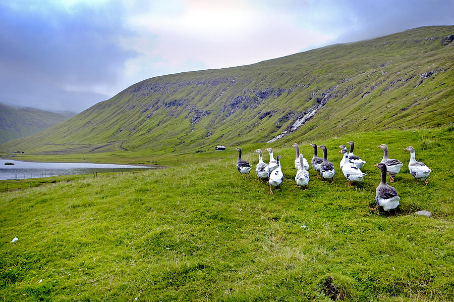 Geese Photograph - Faroes Geese by Robert Lacy