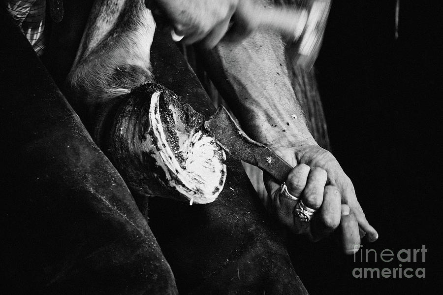 Farrier at work on horses hoof Photograph by Dimitar Hristov