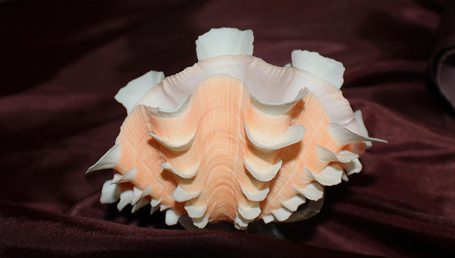 Fascinating Seashell Photograph by DB Hayes