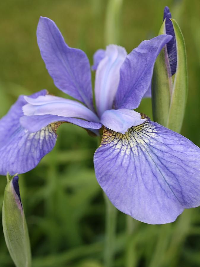 Fasinating Siberian Iris Photograph by Bruce Bley