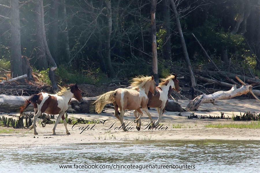 Fast And Furious Photograph by Captain Debbie Ritter - Fine Art America