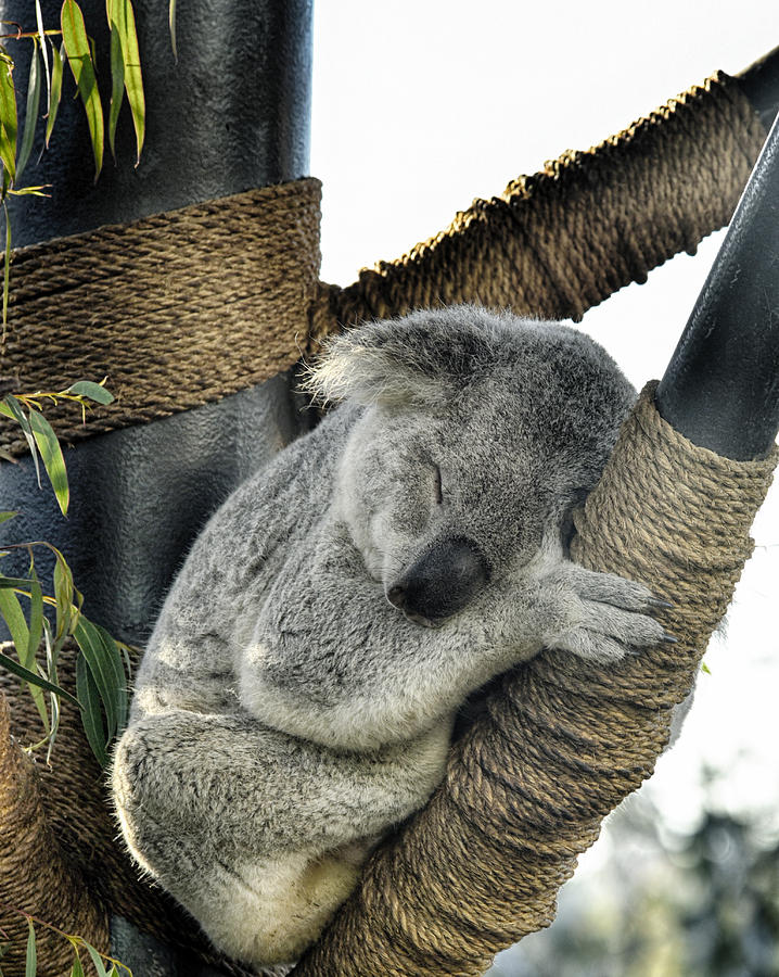Koala Photograph - Fast Asleep by Lynn Andrews