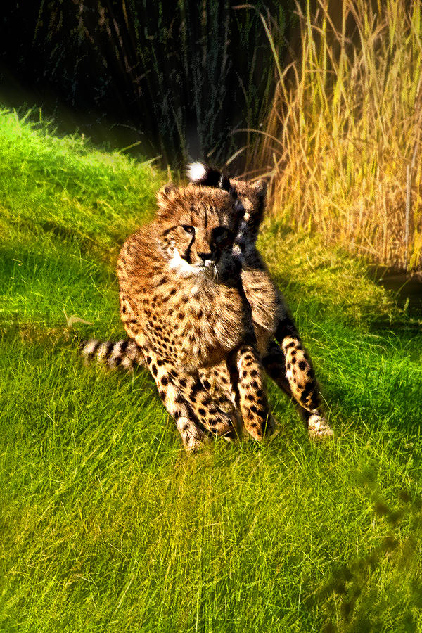 Animal Photograph - Fast Cheetah Cubs by Miroslava Jurcik