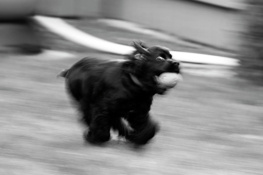 Fast Dog Photograph by David Stasiak