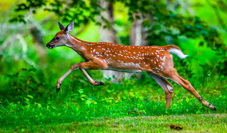 Fast Fawn 2 Photograph by Brian Stevens