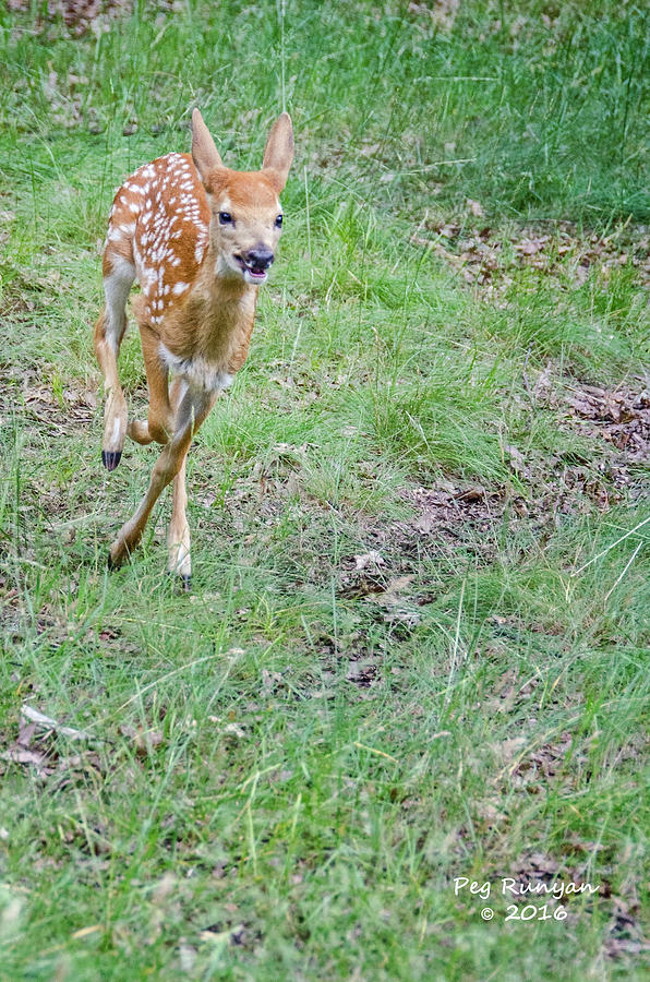 Fast Fawn Photograph by Peg Runyan