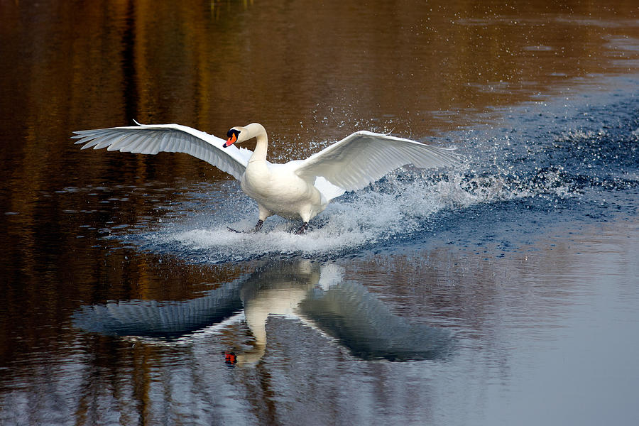 Swan Photograph - Fasten Your Seatbelts by Roeselien Raimond