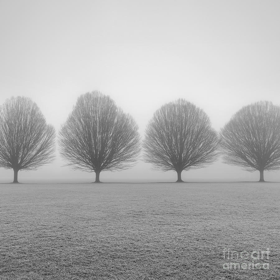 Black And White Photograph - Fastigiata Four by Richard Thomas