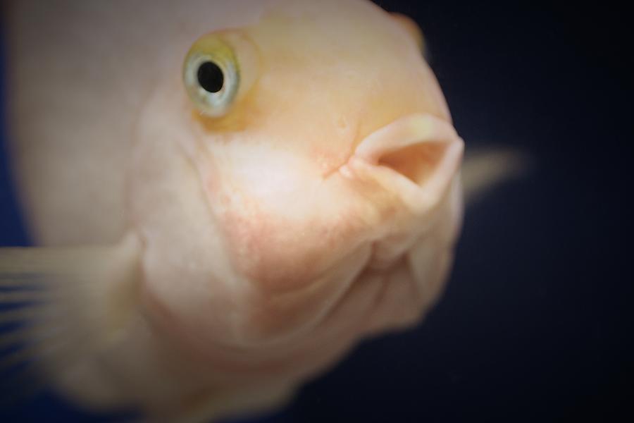Fat Cute Fish Photograph by The Art Of Marilyn Ridoutt-Greene