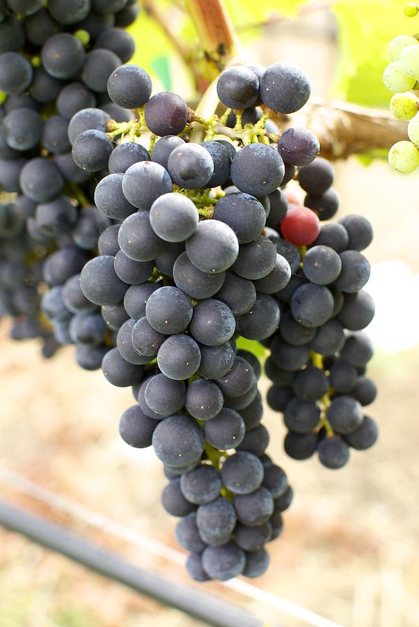 Fat Grapes Photograph by Kristen Fuller Fine Art America