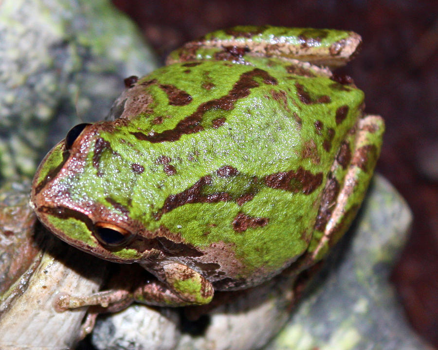 Fat green tree frog Photograph by Nick Gustafson