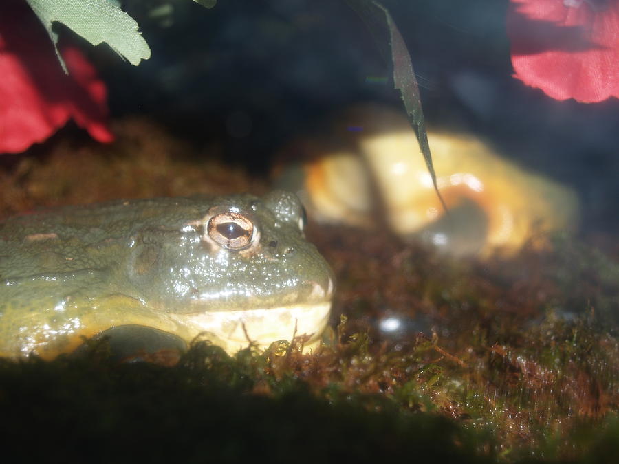 Fat Lazy Frog Enjoys Sun Photograph by Mike M Burke - Fine Art America