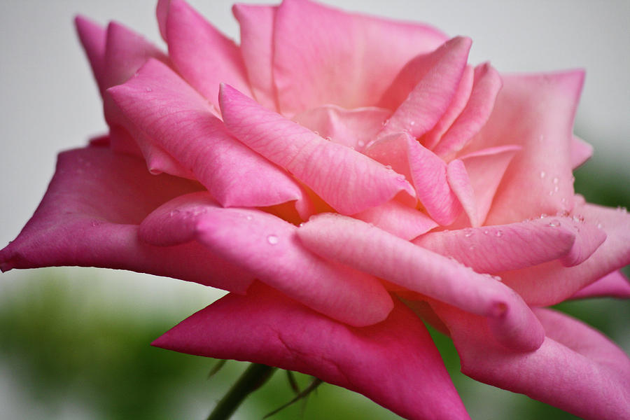 Fat Pink Rose Photograph