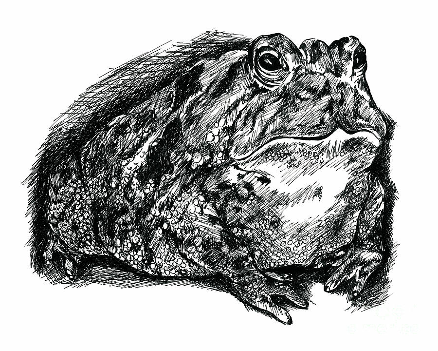 Fat Toad in Ink Drawing by MM Anderson - Fine Art America