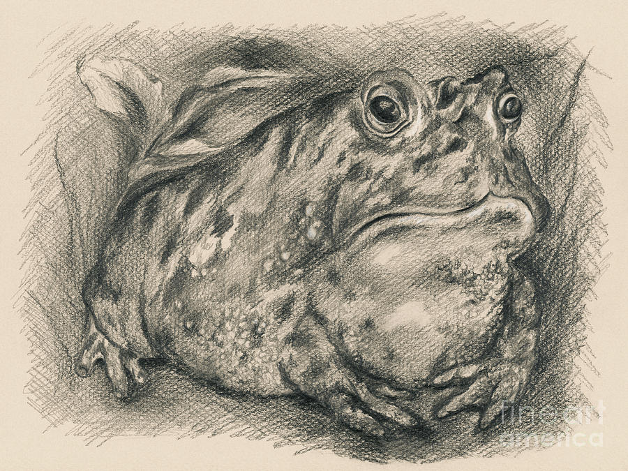 Fat Toad Drawing by MM Anderson