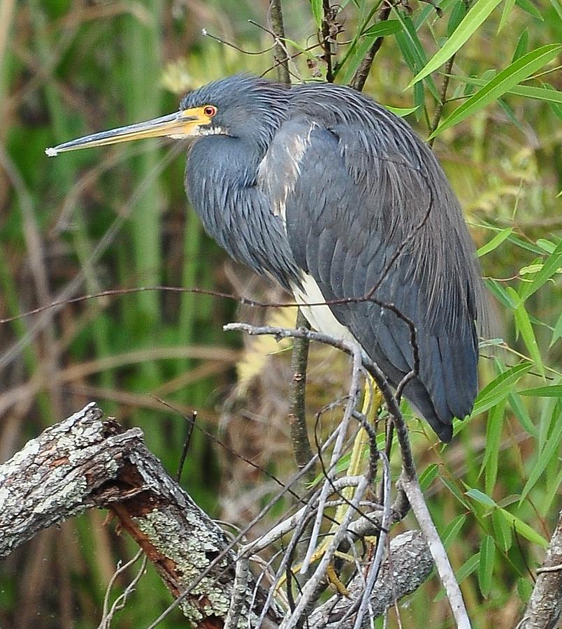 Fat tri colored heron Photograph by Amy Spear | Fine Art America