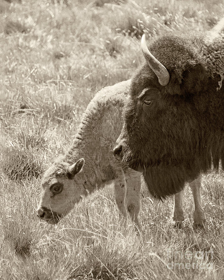 Yellowstone National Park Photograph - Father and Baby Buffalo by Rebecca Margraf