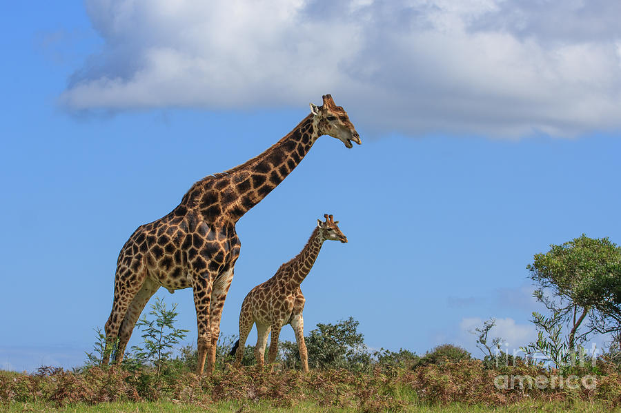 Father and Son Giraffe Photograph by Jennifer Ludlum