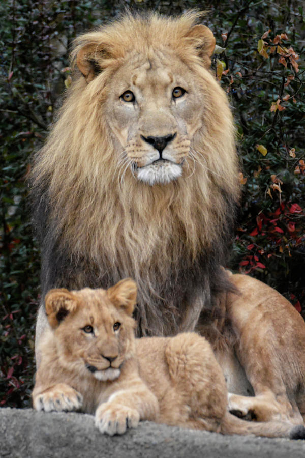 Father And Son Photograph