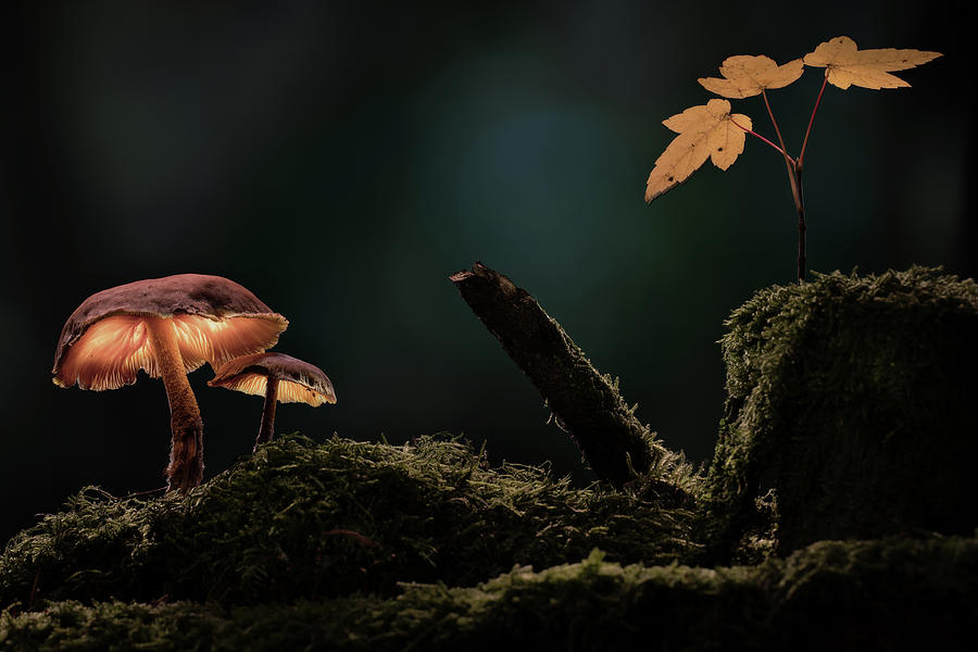 Father and son mushroom Photograph by Dirk Ercken