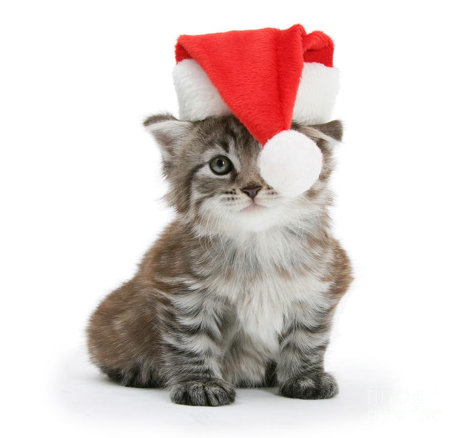 Father Christmas Maine Coon kitten Photograph by Warren Photographic
