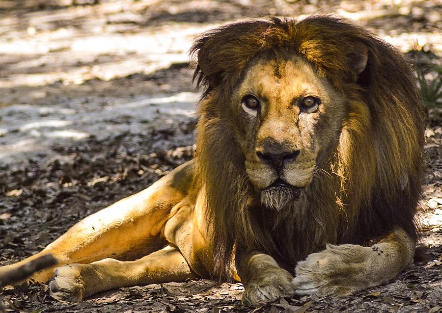 Father of the Pride Photograph by Sarah Kish - Fine Art America